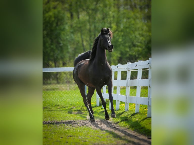 Volbloed Arabier Merrie 11 Jaar 149 cm Zwart in Wiktorów