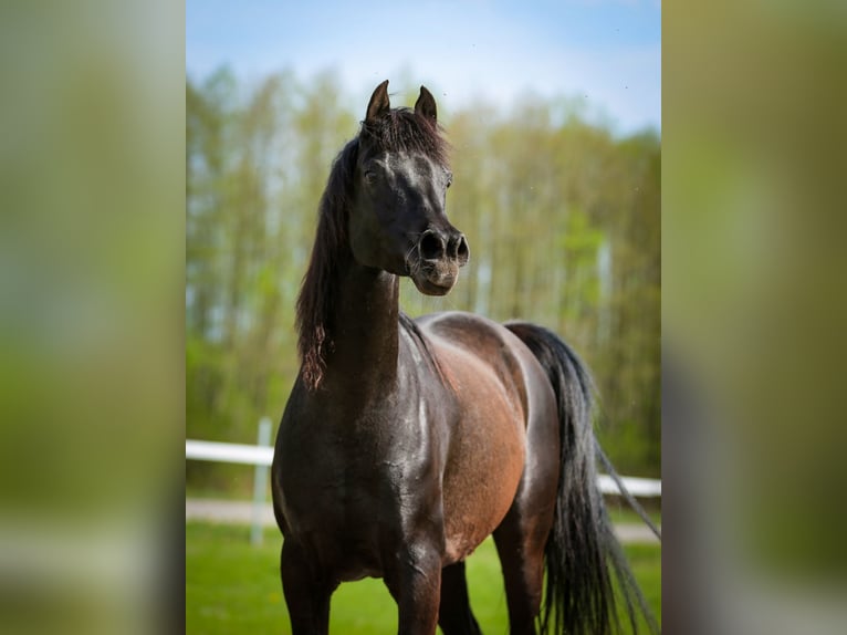 Volbloed Arabier Merrie 11 Jaar 149 cm Zwart in Wiktorów