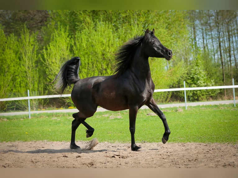 Volbloed Arabier Merrie 11 Jaar 149 cm Zwart in Wiktorów