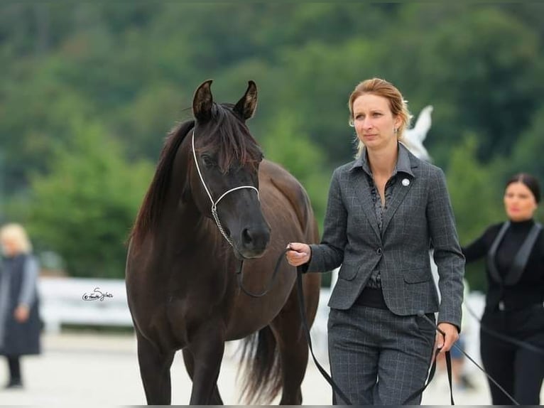 Volbloed Arabier Merrie 11 Jaar 151 cm Zwart in Zábřeh