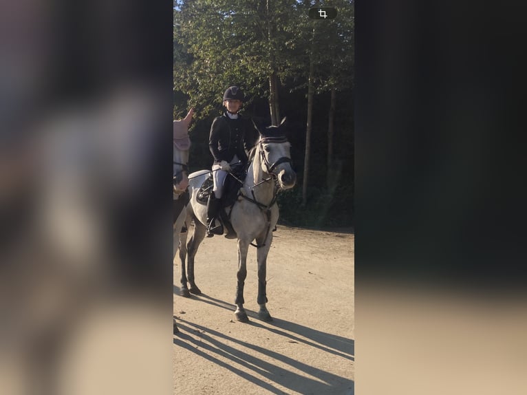 Volbloed Arabier Merrie 11 Jaar 153 cm Rood schimmel in Saalfelden