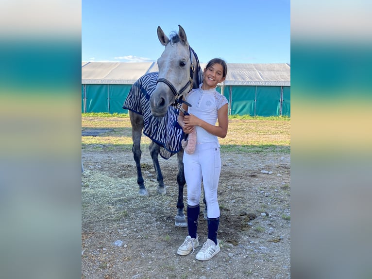 Volbloed Arabier Merrie 11 Jaar 153 cm Rood schimmel in Saalfelden