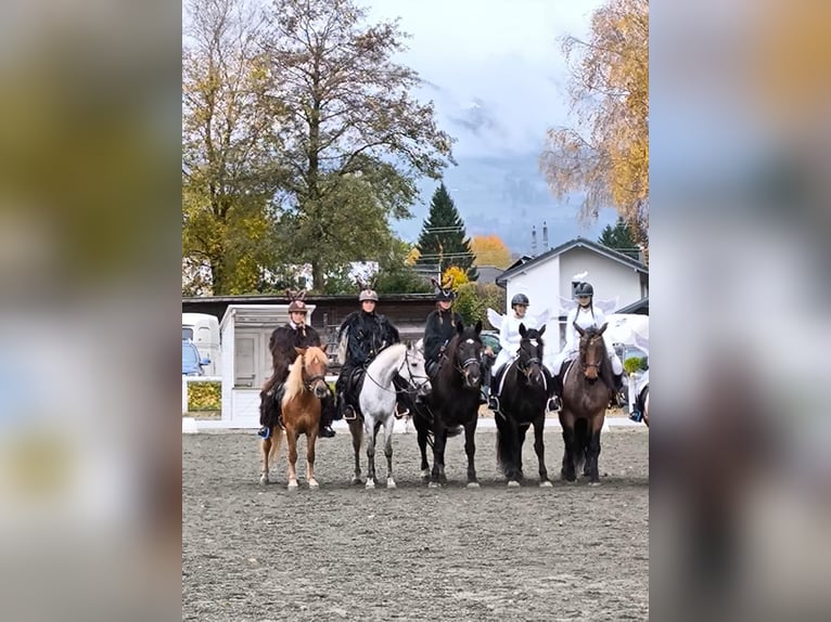 Volbloed Arabier Merrie 11 Jaar 153 cm Rood schimmel in Saalfelden