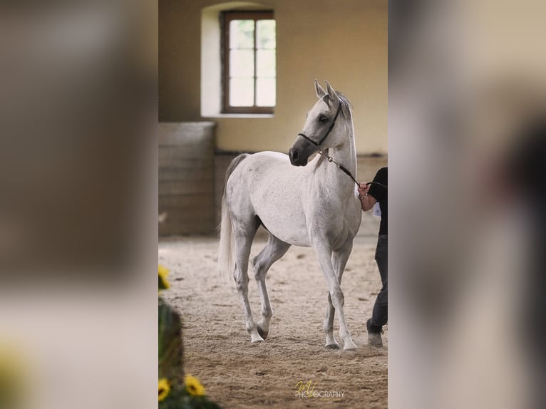 Volbloed Arabier Merrie 11 Jaar 155 cm Schimmel in Novo Mesto
