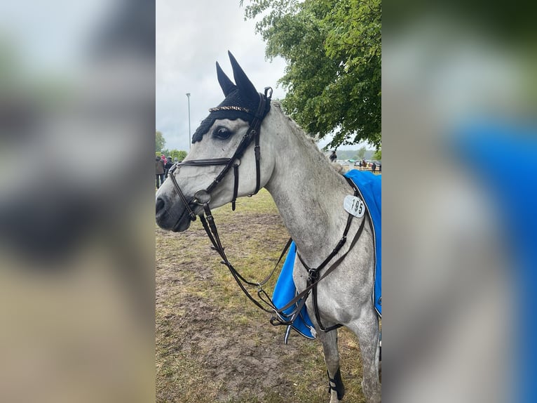 Volbloed Arabier Merrie 11 Jaar 157 cm Schimmel in Burgdorf