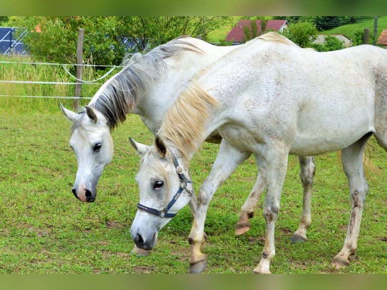 Volbloed Arabier Merrie 11 Jaar 161 cm Schimmel in Schwerin