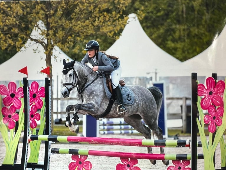 Volbloed Arabier Merrie 12 Jaar 146 cm Schimmel in Albergen