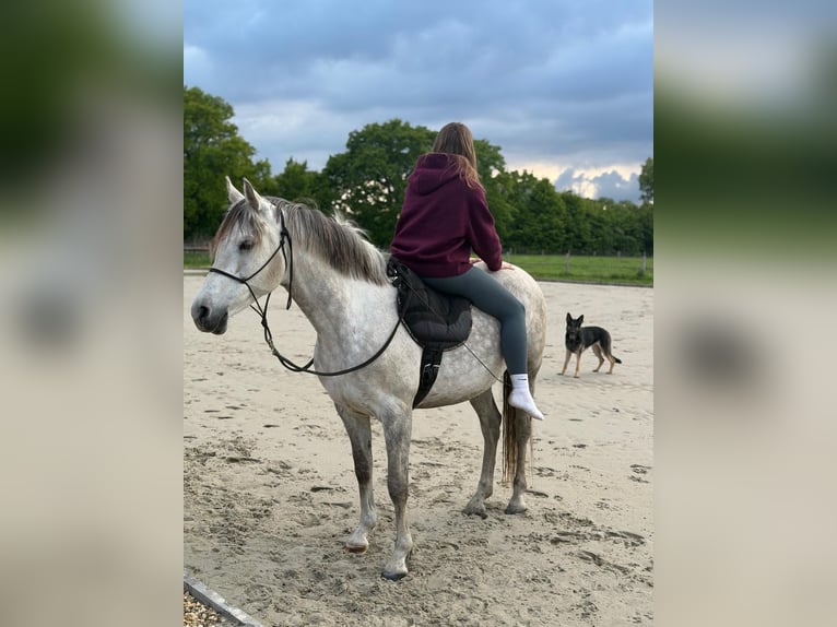Volbloed Arabier Merrie 12 Jaar 146 cm Schimmel in Albergen
