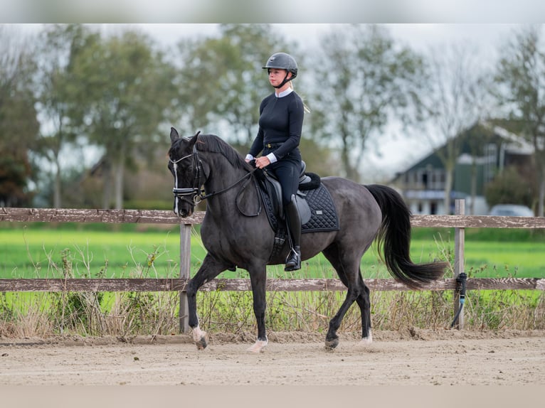 Volbloed Arabier Merrie 12 Jaar 148 cm Zwart in Middenbeemster