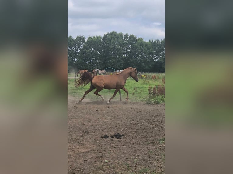 Volbloed Arabier Merrie 12 Jaar 152 cm Roodbruin in Kortenberg