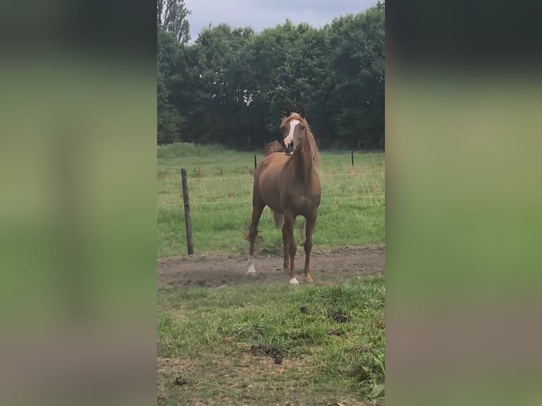 Volbloed Arabier Merrie 12 Jaar 152 cm Roodbruin in Kortenberg