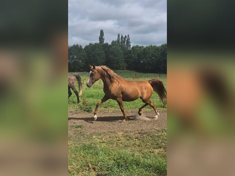 Volbloed Arabier Merrie 12 Jaar 152 cm Roodbruin in Kortenberg
