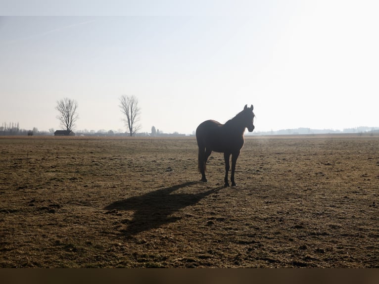 Volbloed Arabier Merrie 12 Jaar 154 cm Donkerbruin in Kammlach