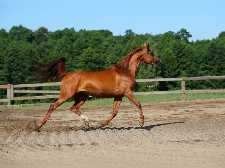 Volbloed Arabier Merrie 12 Jaar 154 cm Vos in JEZOW