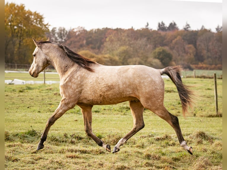 Volbloed Arabier Merrie 12 Jaar 155 cm Donkere-vos in M&#xF8;rk&#xF8;v