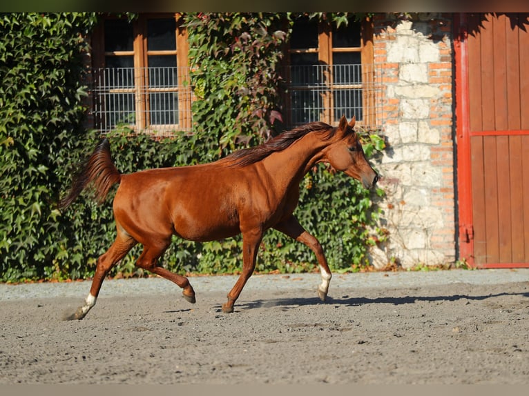 Volbloed Arabier Merrie 12 Jaar 155 cm Vos in Leutershausen