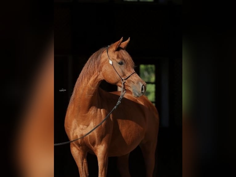 Volbloed Arabier Merrie 12 Jaar 155 cm Vos in Leutershausen