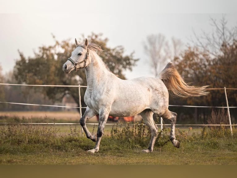 Volbloed Arabier Merrie 13 Jaar 153 cm Schimmel in Kobiele Wielkie
