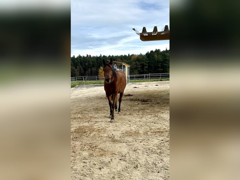Volbloed Arabier Merrie 13 Jaar 155 cm Bruin in Uffenheim