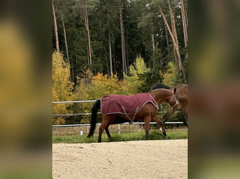 Volbloed Arabier Merrie 13 Jaar 155 cm Bruin in Uffenheim