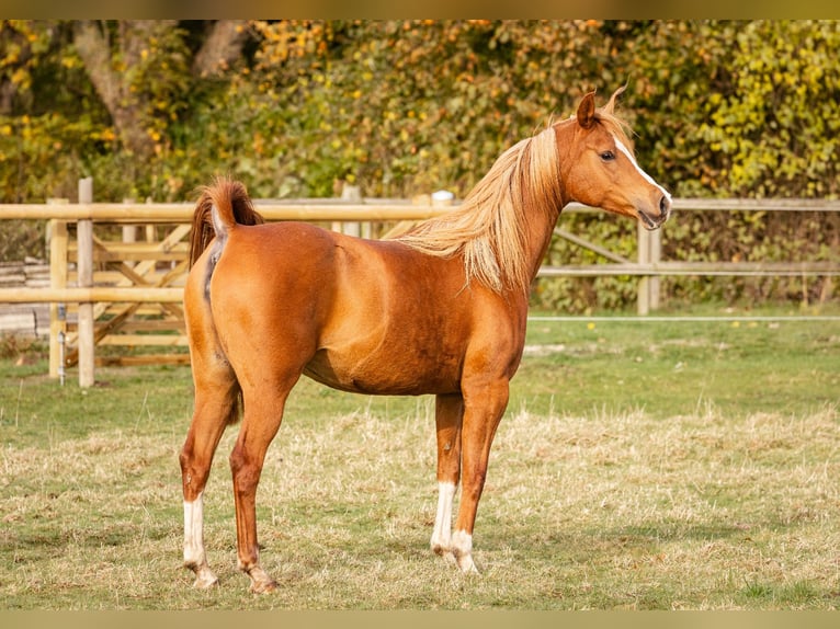 Volbloed Arabier Merrie 13 Jaar 155 cm Donkere-vos in Mørkøv