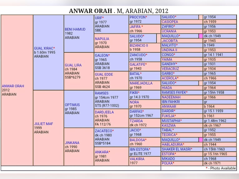 Volbloed Arabier Merrie 14 Jaar 154 cm Vos in Leon