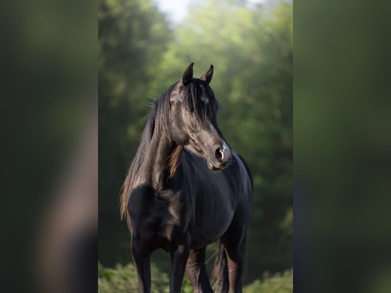 Volbloed Arabier Merrie 14 Jaar 155 cm Zwart in Hobro