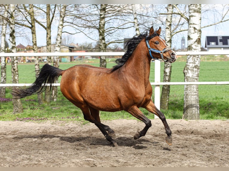 Volbloed Arabier Merrie 15 Jaar 151 cm Bruin in Chudów
