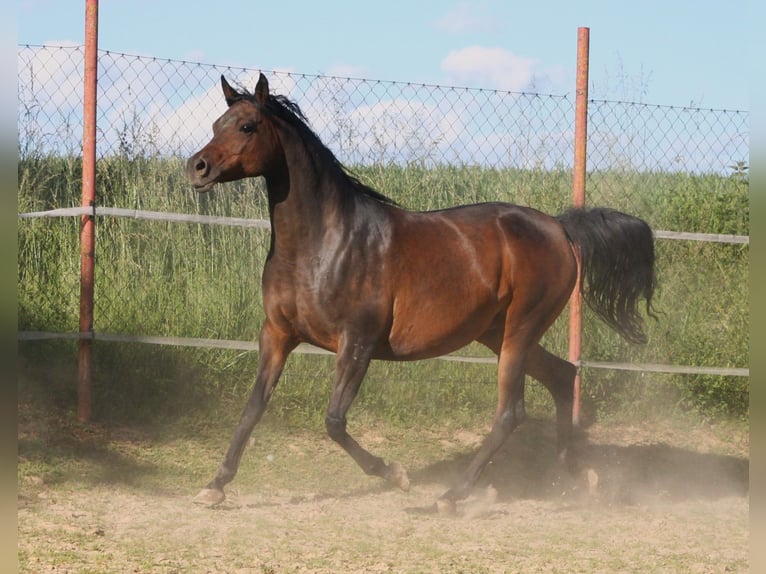 Volbloed Arabier Merrie 15 Jaar 154 cm Zwartbruin in Kraichtal