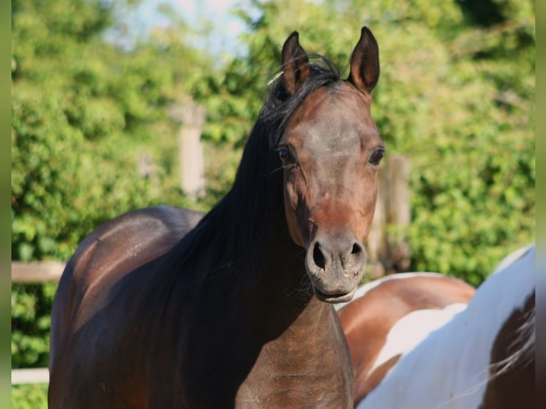 Volbloed Arabier Merrie 15 Jaar 154 cm Zwartbruin in Kraichtal