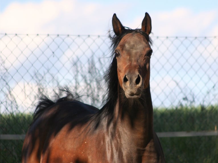 Volbloed Arabier Merrie 15 Jaar 154 cm Zwartbruin in Kraichtal