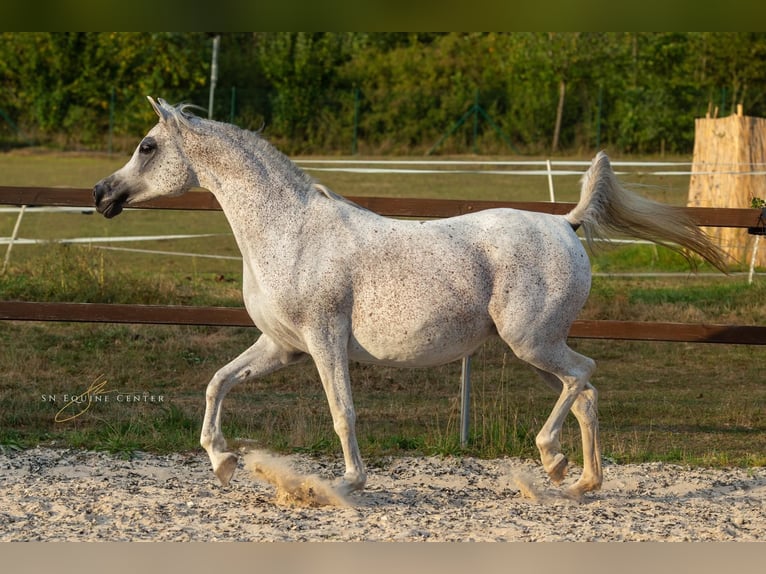 Volbloed Arabier Merrie 15 Jaar 155 cm Wit in komárov