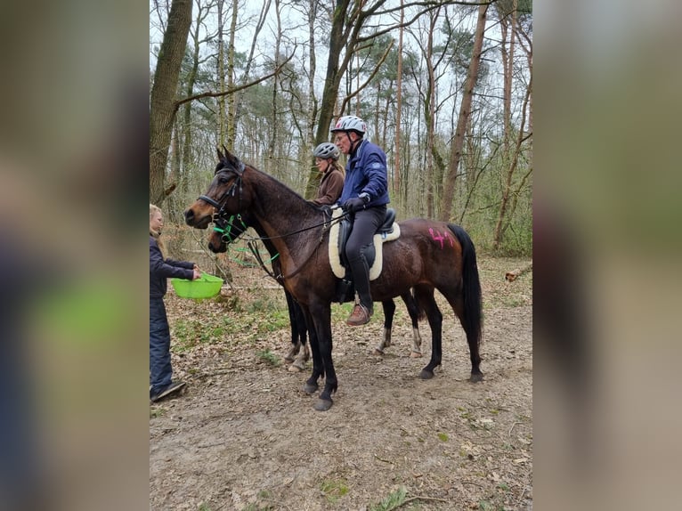 Volbloed Arabier Merrie 16 Jaar 157 cm Donkerbruin in Bienenb&#xFC;ttel