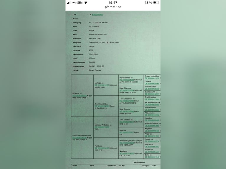 Volbloed Arabier Merrie 16 Jaar 157 cm Donkerbruin in Bienenb&#xFC;ttel