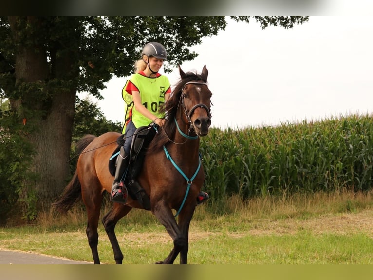 Volbloed Arabier Merrie 16 Jaar 157 cm Donkerbruin in Bienenb&#xFC;ttel