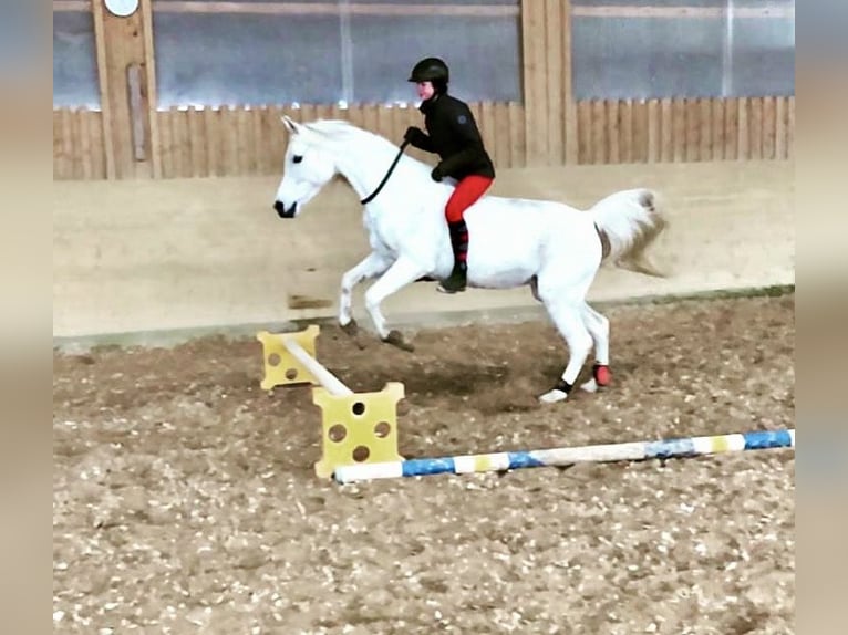 Volbloed Arabier Merrie 16 Jaar 158 cm Schimmel in Dietmannsried