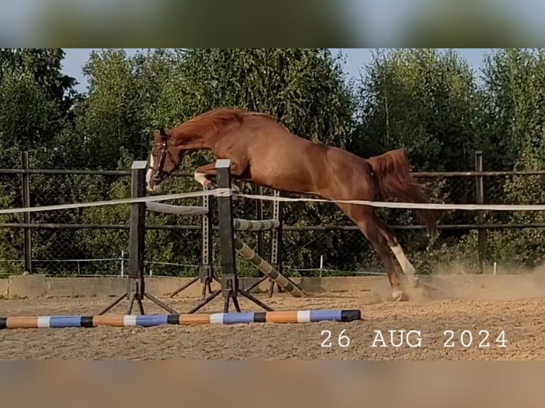 Volbloed Arabier Merrie 17 Jaar 148 cm Vos in Wadowice