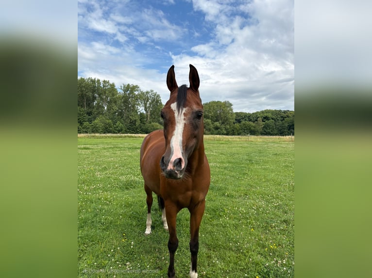 Volbloed Arabier Merrie 17 Jaar 155 cm Bruin in Boutersem