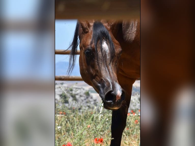 Volbloed Arabier Merrie 17 Jaar 157 cm Bruin in Roccamena