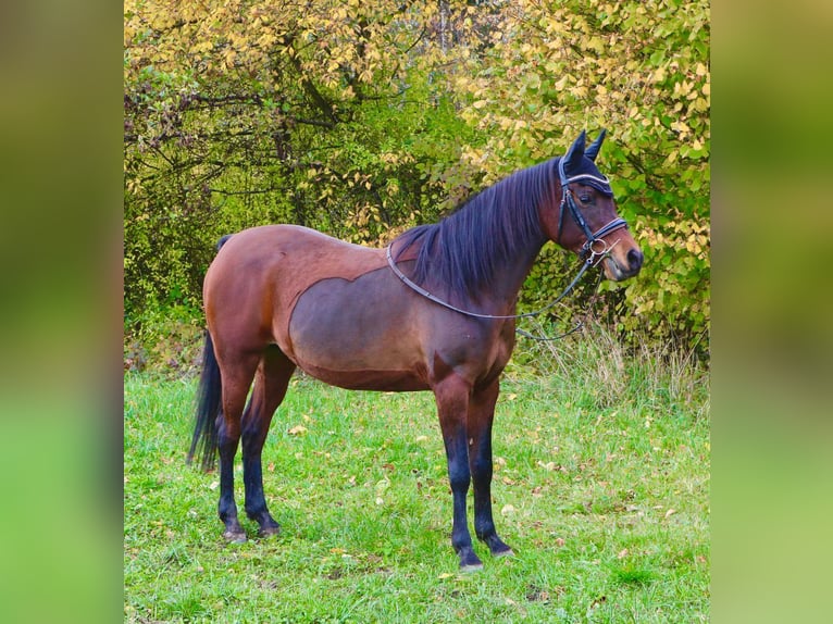 Volbloed Arabier Merrie 18 Jaar 151 cm Donkerbruin in Hohenpeißenberg