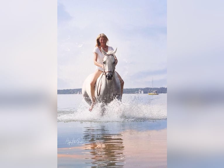 Volbloed Arabier Merrie 18 Jaar 158 cm Schimmel in ChiemingChieming