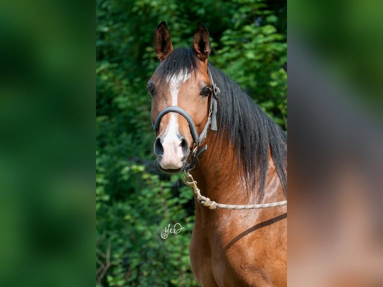 Volbloed Arabier Merrie 19 Jaar 150 cm Donkerbruin in meerdonk