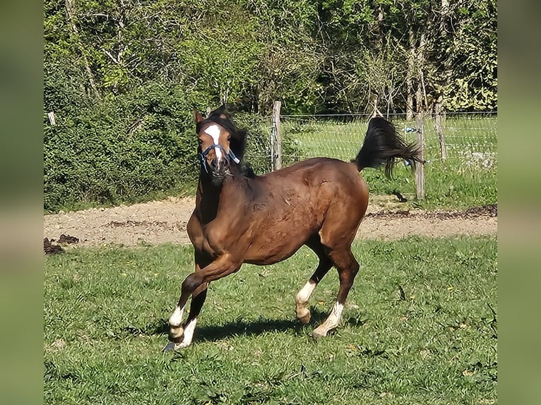 Volbloed Arabier Merrie 1 Jaar 140 cm Bruin in ARMILLAC