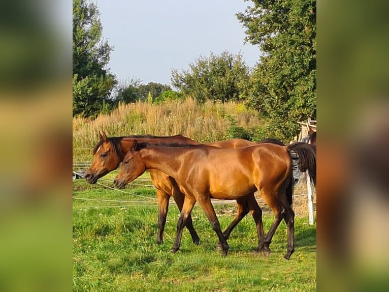 Volbloed Arabier Merrie 1 Jaar 145 cm Donkerbruin in Rhauderfehn