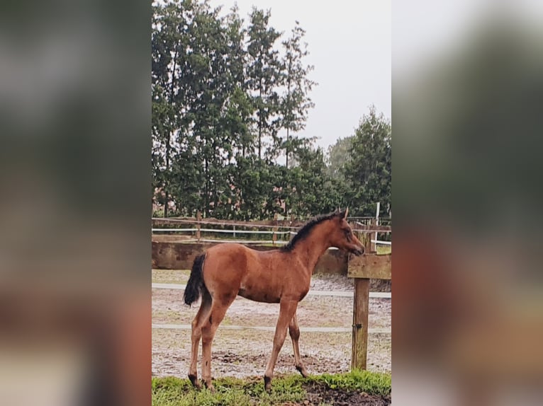 Volbloed Arabier Merrie 1 Jaar 145 cm Donkerbruin in Rhauderfehn