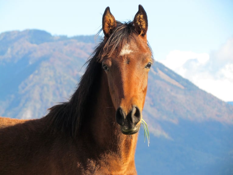 Volbloed Arabier Merrie 1 Jaar 150 cm Bruin in Bled