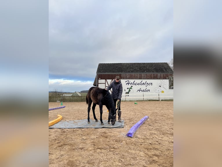Volbloed Arabier Merrie 1 Jaar 150 cm in LangenfeldLangenfeld