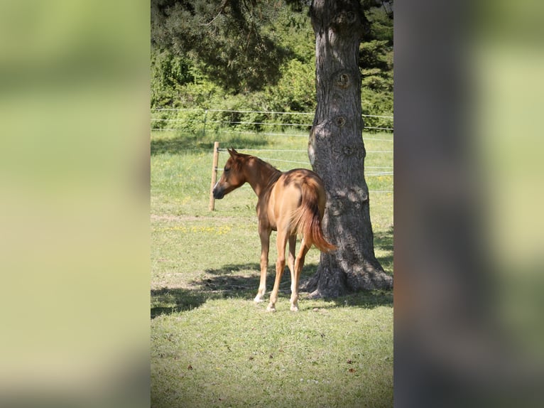 Volbloed Arabier Merrie 1 Jaar 152 cm Vos in Krumbach