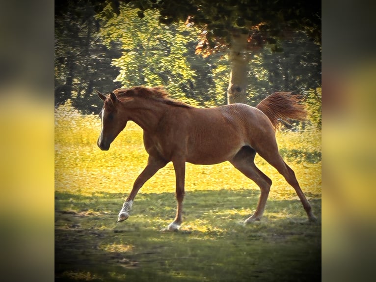 Volbloed Arabier Merrie 1 Jaar 152 cm Vos in Krumbach