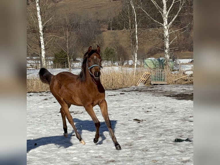 Volbloed Arabier Merrie 1 Jaar 153 cm Donkerbruin in Stuhlfelden